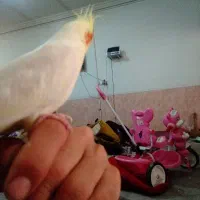 این عروس هلندی سخنگو گم شده