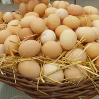 فروش تخم مرغ محلی محلی