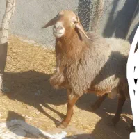 یک راس قوچ افغانی چاق و چله