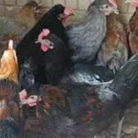 جوجه مرغ خروس محلی