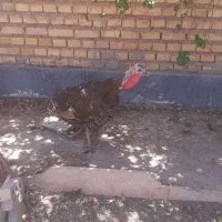 بقلمون