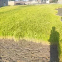فروش تیم برنج