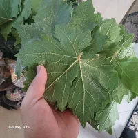 برگ مو یا برگ درخت انگور دلمه ئ