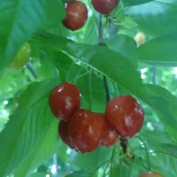 گیلاس تک دانه درجه ۱