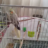 عروس هلندی