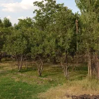 باغ-3300-متری-سریوه