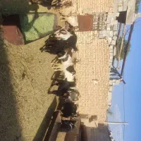 سلام 20راس کهره چبش چاق فروشی