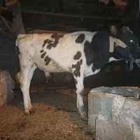 گوساله نر