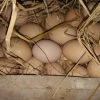 تخم مرغ نطفه دار امپراطور
