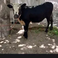 گوشت گوسفند ،گوساله ،بز،
