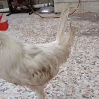 خروس سفید
