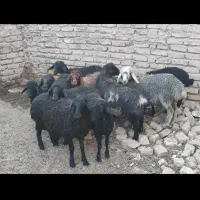 فروش شیشک