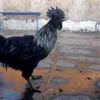 خروس