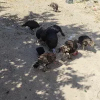10عدد بو قلمون