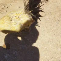 خروس