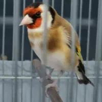سهره عطیقه دهن پاک پاک