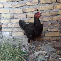 مرغ لاری کرچ