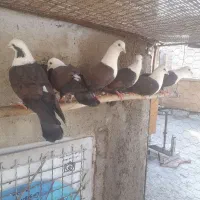 یه تیپ سرسفید