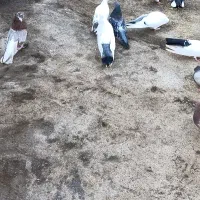 کبوتر|پرنده|مرند, |دیوار