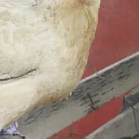دو عدد مرغ دوراج