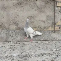 کفتر دمسفید ماده