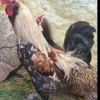 فروش خروس محلی‌کاکولی