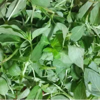 سبزی خوردن پاک شده با بهترین قیمت