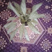 اگونما سبز