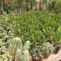 انواع کاکتوس ساکولنت زاموفولیا و گلهای دیگر