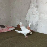 کفتر