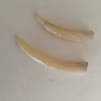 اکسوری