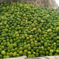 آبلیمو گیری تک