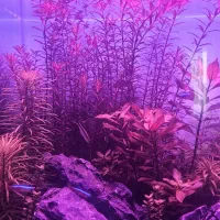 روتالا قرمز