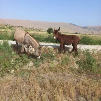 کره خر