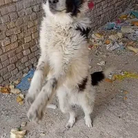 سگ نگهبان