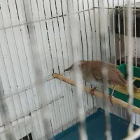 سهره مست دهن زن ۳ساله