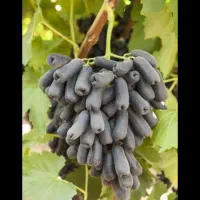 نهال انگور مندراپ