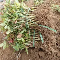 گل رز|گل و گیاه طبیعی|خمین, |دیوار
