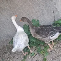 غاز خودمنی