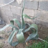 گل اگاو|گل و گیاه طبیعی|باغستان, |دیوار