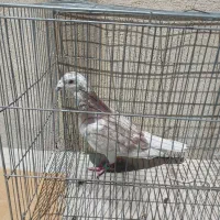 کفتر شهرستانی