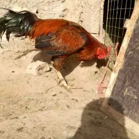 جوجه خروس خروس لاری