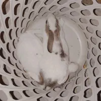 خرگوش