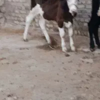 گوساله سیمنتال