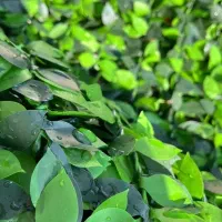 عرضه چمن مصنوعی به قیمت عمده