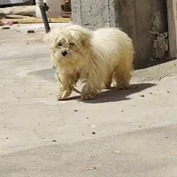 واگذاری جولیا یک ساله