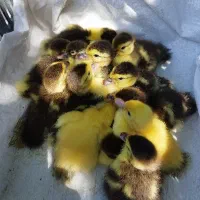 جوجه اردک اسرائیلی