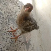 جوجه محلی
