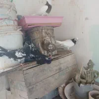 جوجه کبوتر