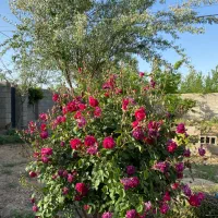 حیاط-ویلایی-1010متری